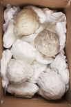 Aus der Serie: „Plaster Castings“, 2016 

C-Print auf Aludibond kaschiert, 60 x 40 cm, Künstlerrahmung
3 /+ 1 AP, rückseitig signiert

AUSRUFPREIS: 600.-
