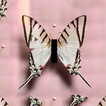 „Schwalbenschwanz in Pink mit drei Dolchen“, 2019 

C-Print auf Alu-Dibond, 50 x 50cm 
1/7 + 2 AP, rückseitig signiert, datiert und beschriftet

AUSRUFPREIS: 490.-